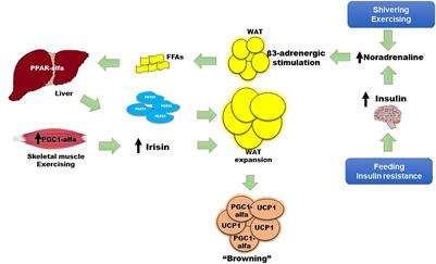 Fibroblast Growth Factor 21 and Browning of White Adipose Tissue